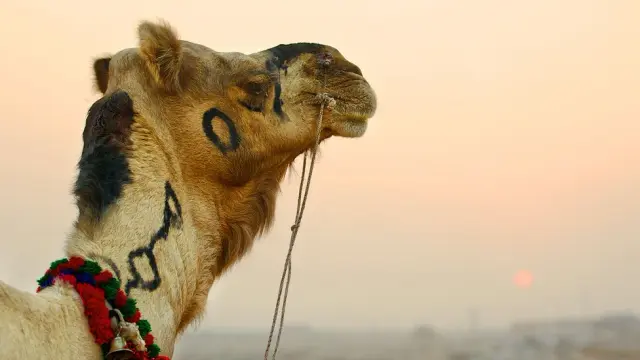 Why travelling to see camelids is a top priority this year